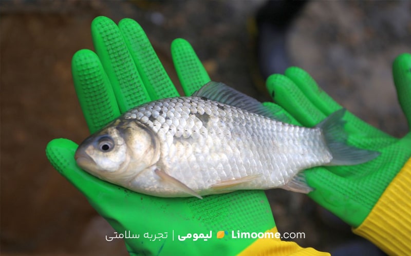 انواع ماهی شمال ایران