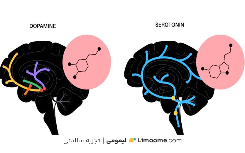 تفاوت هورمون سروتونین و دوپامین